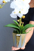 Goldin, elegancki storczyk w szaro-złotej osłonce, wys.50cm