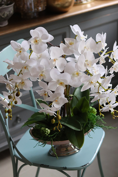 storczyk w szampańskiej donicy, Różowa Kraina, wys.61cm 