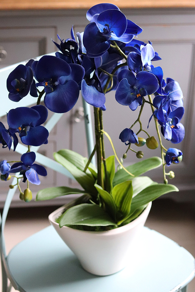 Blue Castello w eleganckiej, asymetrycznej donicy, wys.62cm