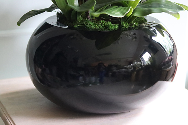 bardzo duży storczyk Grande Belezza 2, wys.93cm 