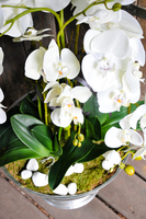 ogromny storczyk w aluminiowej donicy Kielich wys. ok.100cm