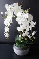 cudowny storczyk Beige Moments 2 w pięknej donicy, wys.83cm