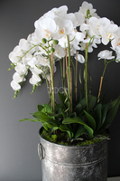 bardzo duży storczyk Grigio Grande, wys.118cm