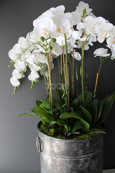 bardzo duży storczyk Grigio Grande, wys.118cm