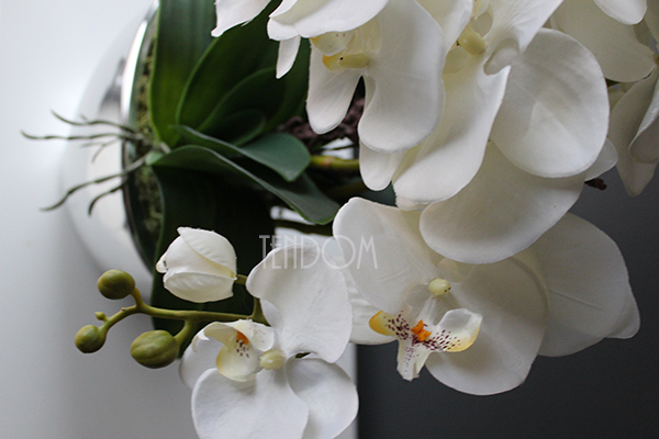 śliczny storczyk Cinderella Silver w srebrnej donicy, wys.50cm