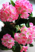 doniczkowa pelargonia Różowa, wysokiej jakości sztuczne kwiaty, wys.36cm