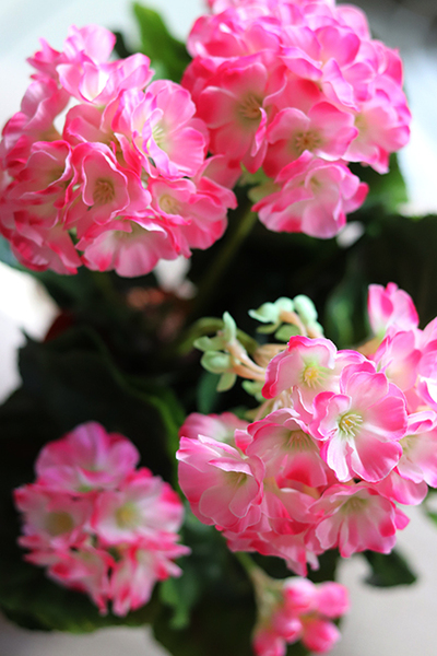 doniczkowa pelargonia Różowa, wysokiej jakości sztuczne kwiaty, wys.36cm