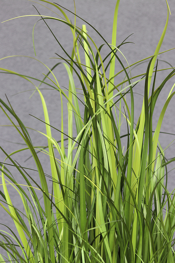 Fiberglass Grande Grass, nowoczesna kompozycja ze sztucznej trawy,wys.165cm