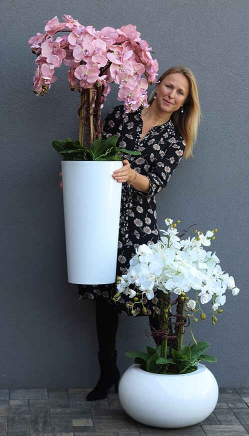 bardzo duży storczyk w białej donicy, Mediolan Pudrowy, wys.130cm