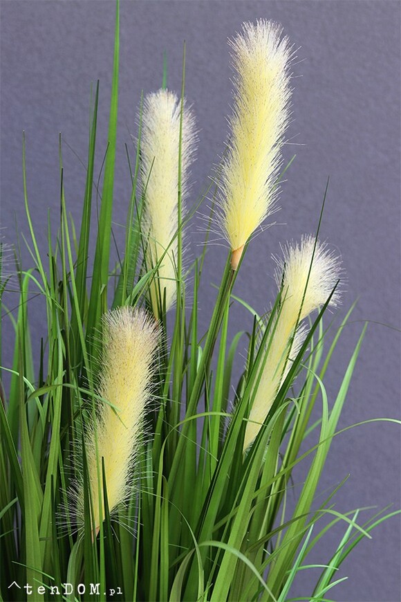 elegancka trawa w lustrzanej donicy, Silver Luck, wys.150cm