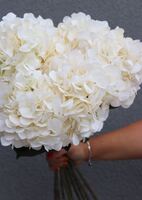 Duero, bukiet hortensji kremowych, 9szt., dł.60cm