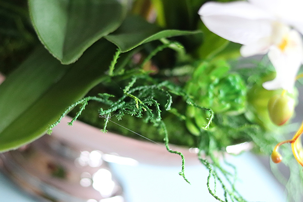 storczyk w szampańskiej donicy, Różowa Kraina, wys.61cm 