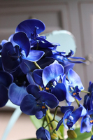 Blue Castello w eleganckiej, asymetrycznej donicy, wys.62cm