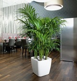 Quadro, elegancka donica z nawadnianiem, biała, wym.33x35cm