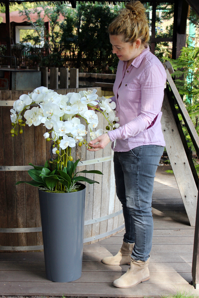 duży storczyk Mediolan w szarej donicy wys.118cm