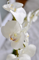 sztuczny storczyk w białej donicy White, wys.72cm