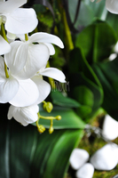 ogromny storczyk w aluminiowej donicy Kielich wys. ok.100cm