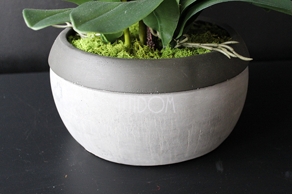 cudowny storczyk Beige Moments 2 w pięknej donicy, wys.83cm