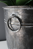 bardzo duży storczyk Grigio Grande, wys.118cm