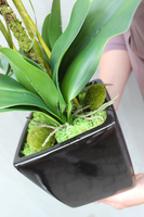 storczyk sztuczny w czarnej donicy Blackie Cream, wys.70cm