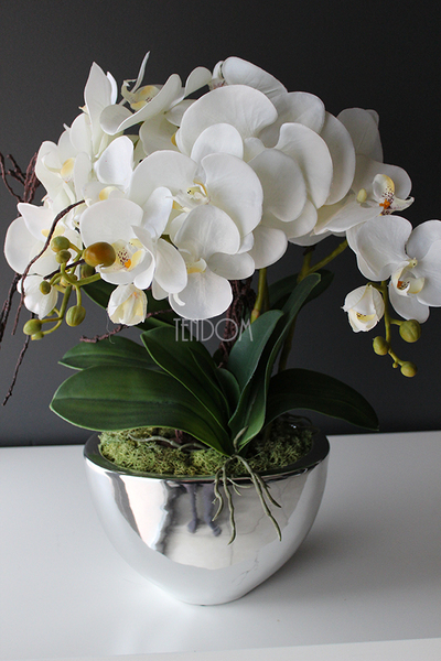 śliczny storczyk Cinderella Silver w srebrnej donicy, wys.50cm