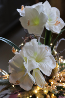 Amarylis Rezydencja Premium, świąteczna kompozycja z białym amarylisem, wys.63cm