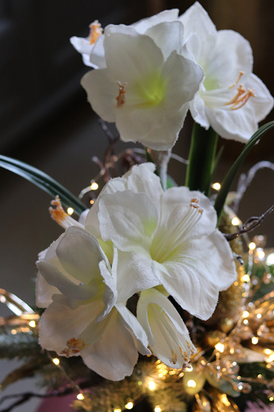 Amarylis Rezydencja Premium, świąteczna kompozycja z białym amarylisem, wys.63cm