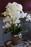 Design Toupe, efektowny storczyk w nowoczesnej donicy, wys.73cm