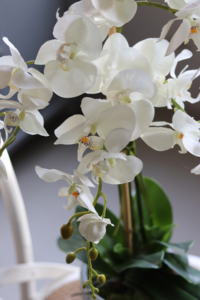 elegancki storczyk w ozdobnej donicy, Verona Moderna, wys.71cm 