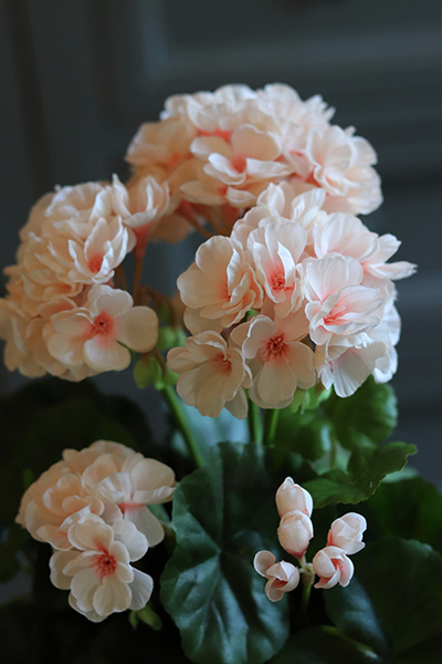 doniczkowa pelargonia Kremowo-różowa, wysokiej jakości sztuczne kwiaty, wys.36cm