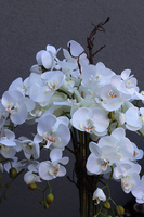 storczyk Black Japan Maestro w czarnej donicy, wys.78cm