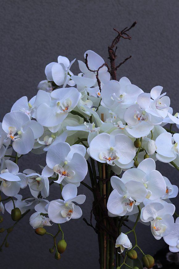 storczyk Black Japan Maestro w czarnej donicy, wys.78cm