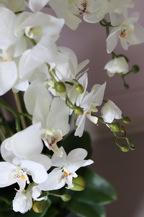 Mediolan Antracyt, sztuczny storczyk w plastikowej dłutowanej donicy, wys.125cm