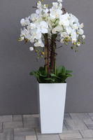 bogaty storczyk podłogowy w białej donicy, Mediolan Premium Grande, wys.119cm