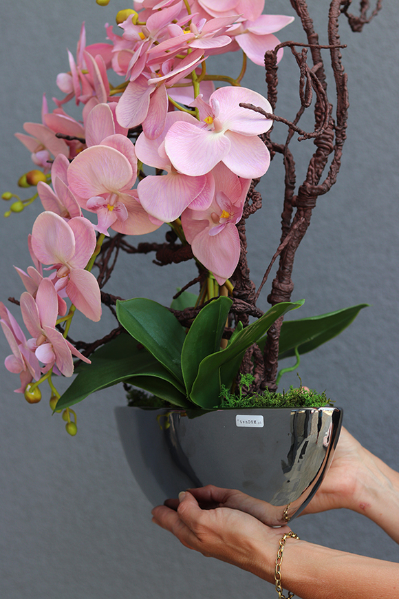 bajecznie różowy storczyk, Laos Velivia Pink, wys.70cm