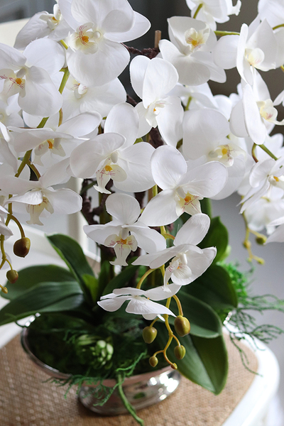 storczyk w szampańskiej donicy, Różowa Kraina, wys.61cm 