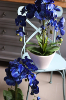 Blue Castello w eleganckiej, asymetrycznej donicy, wys.62cm