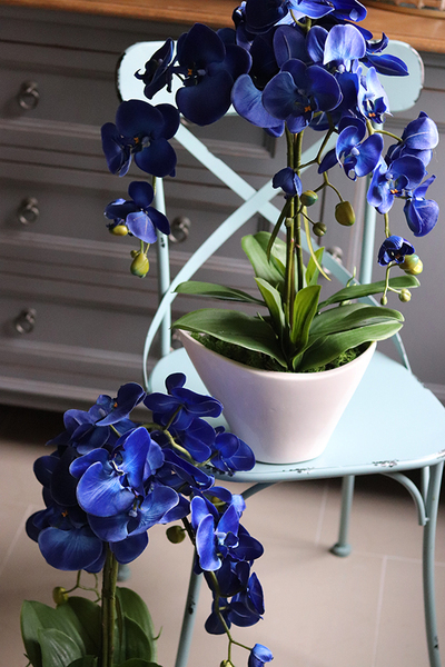 Blue Castello w eleganckiej, asymetrycznej donicy, wys.62cm