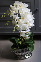 gumowy storczyk Villa Renoma w lustrzanej donicy, wys.64cm 