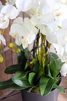 duży storczyk Mediolan w szarej donicy wys.118cm