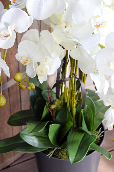 duży storczyk Mediolan w szarej donicy wys.118cm