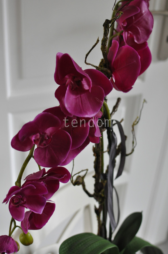 storczyk Fuksja w ceramicznej donicy, wys.72cm 