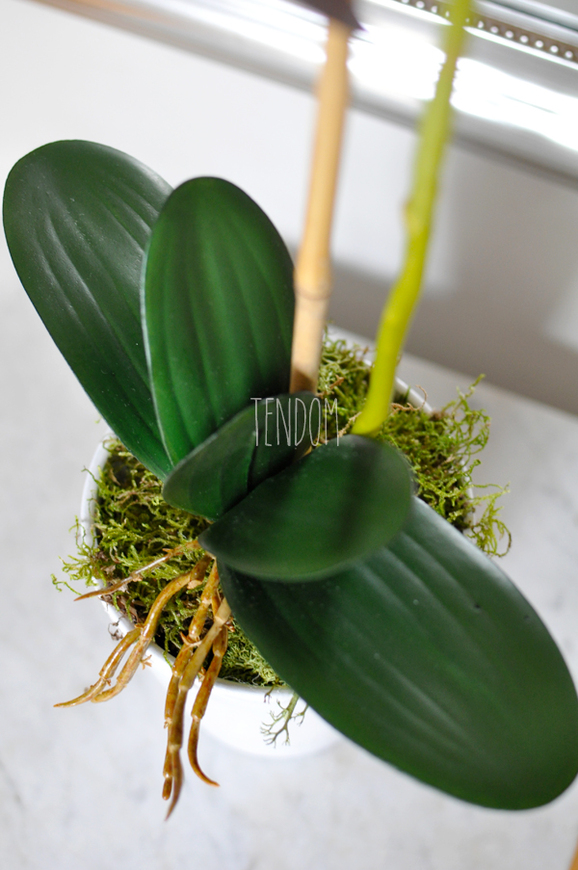 storczyk Saratoga w ceramicznej, białej donicy, wys.59cm 