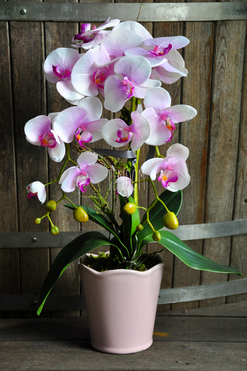 storczyk Polyanna w pastelowej różowej donicy, wys.60cm