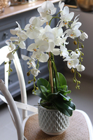 elegancki storczyk w ozdobnej donicy, Verona Moderna, wys.71cm