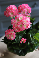 doniczkowa pelargonia Różowa, wysokiej jakości sztuczne kwiaty, wys.36cm