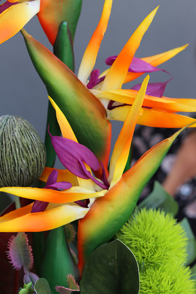 egzotyczna kompozycja ze strelicją, Modenata, wys.65cm 