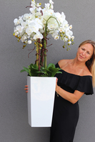 bogaty storczyk podłogowy w białej donicy, Mediolan Premium Grande, wys.119cm