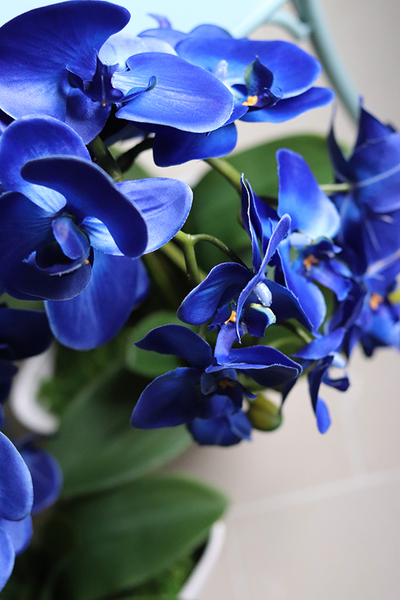 Blue Castello w eleganckiej, asymetrycznej donicy, wys.62cm