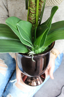 storczyk Gold II w złoto-miedzianej donicy, wys.70cm